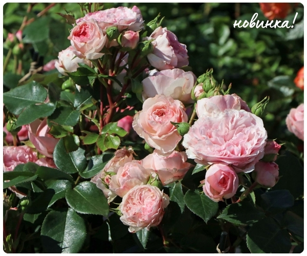 Мария Тереза.jpg