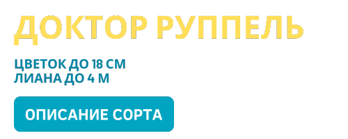 Доктор Руппель (500 x 200 пикс.).png Доктор Руппель (500 x 200 пикс.).png