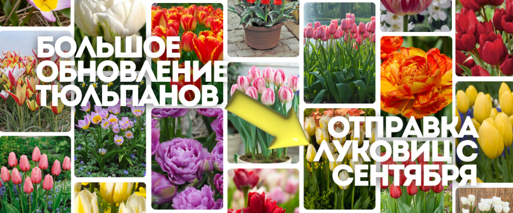 тюльпы.png тюльпы.png