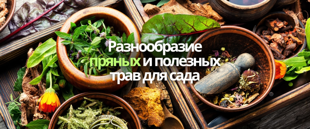 травы (1200 x 500 пикс.).jpg