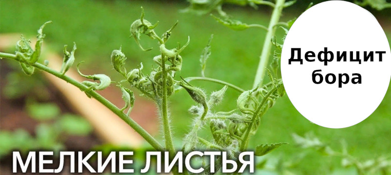 дефицит бора у гортензии