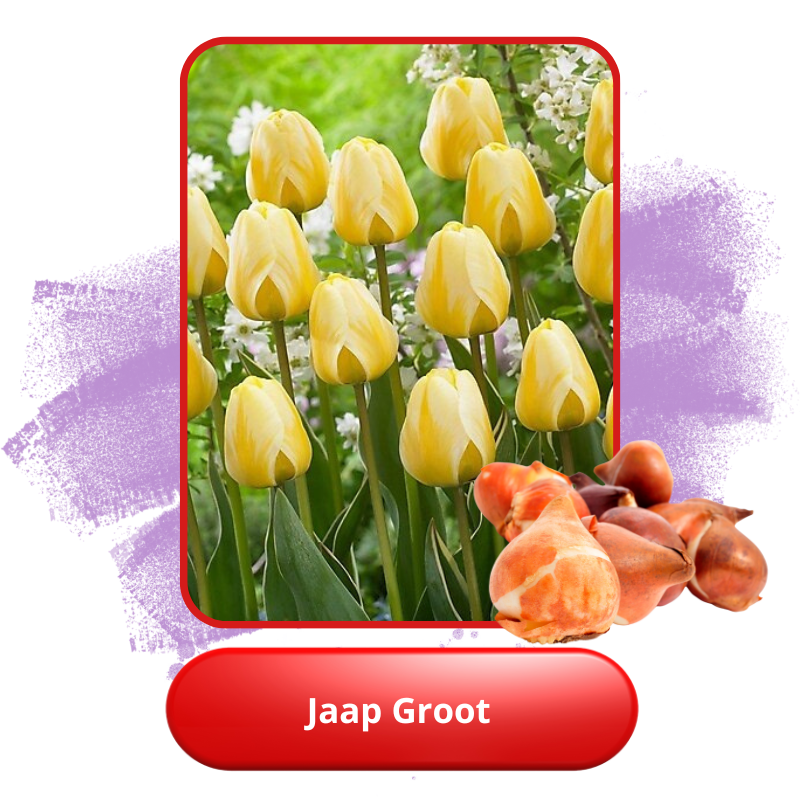 Jaap Groot.png Jaap Groot.png
