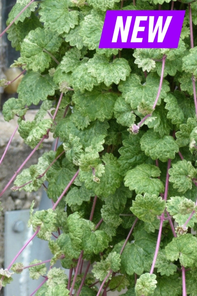 будра мраморная.jpg