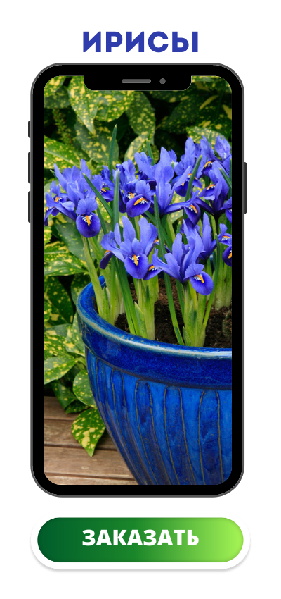 ирисы.png