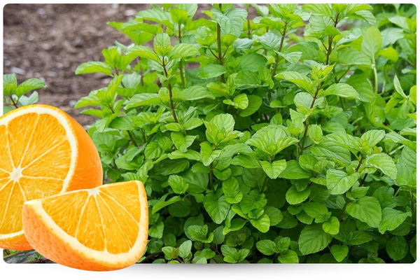 апельсин.jpg апельсин.jpg