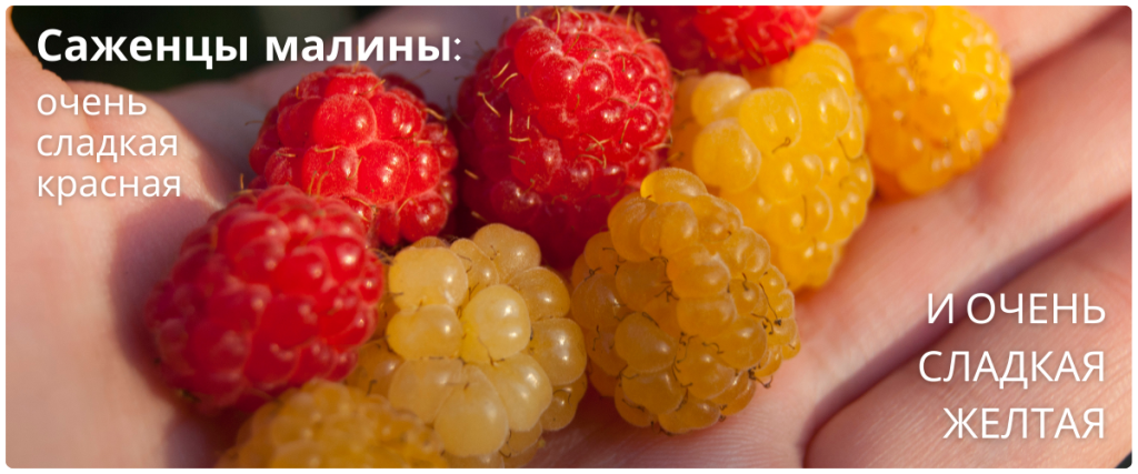 малина.png малина.png