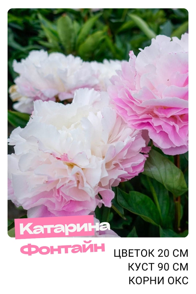 Катарина Фонтайн.jpg Катарина Фонтайн.jpg