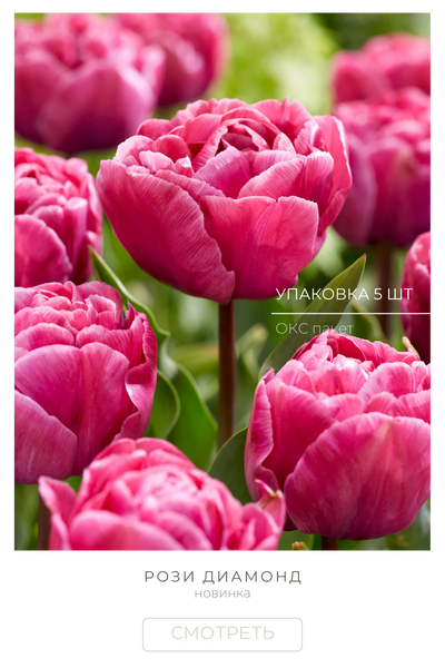 Рози Даймонд.png