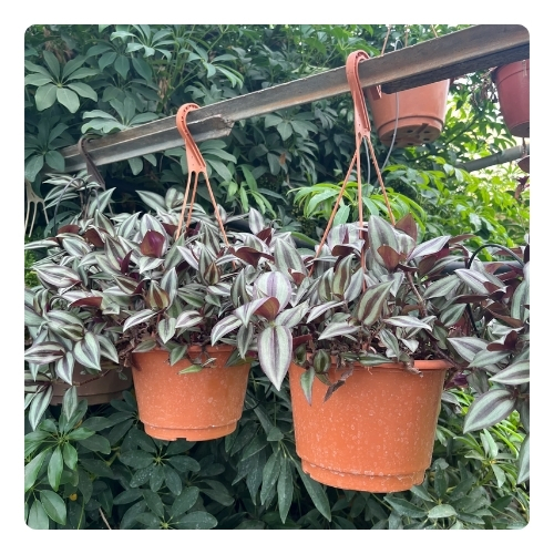 Традесканция зебрина .jpg Традесканция зебрина .jpg