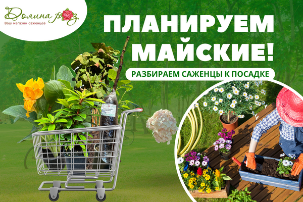Планируем майские: разбираем саженцы к посадке фото Планируем майские: разбираем саженцы к посадке фото