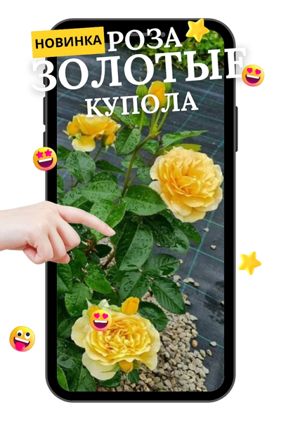 Золотые Купола.jpg Золотые Купола.jpg