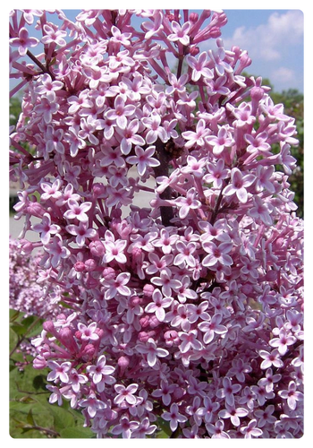 Джоззи (1).png Джоззи (1).png