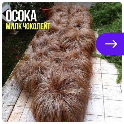 Осока.jpg Осока.jpg