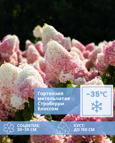 строберри Блоссом.png строберри Блоссом.png