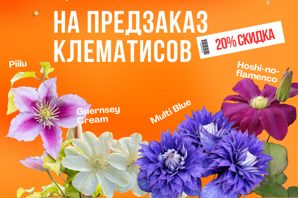 ВЫГОДНОЕ МЕЖСЕЗОНЬЕ: акция в разделе клематисов фото ВЫГОДНОЕ МЕЖСЕЗОНЬЕ: акция в разделе клематисов фото