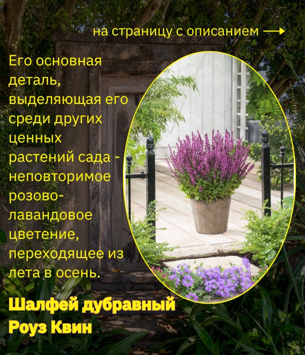 Шалфей дубравный Роуз Квин.jpg