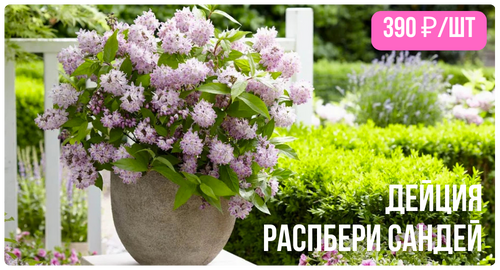 Дейция Распбери Сандей.png Дейция Распбери Сандей.png