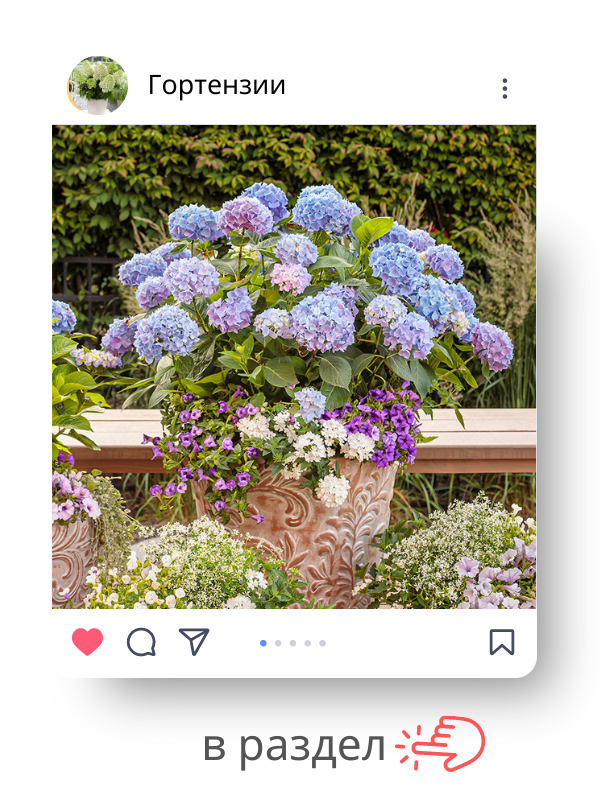 гортензии.png гортензии.png