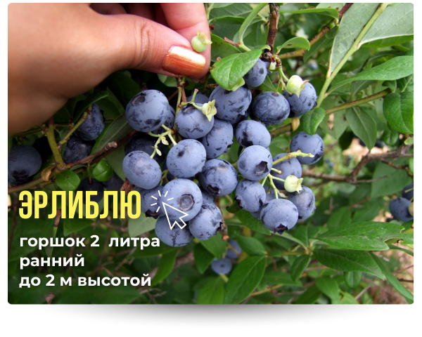 эрлиблю.png эрлиблю.png