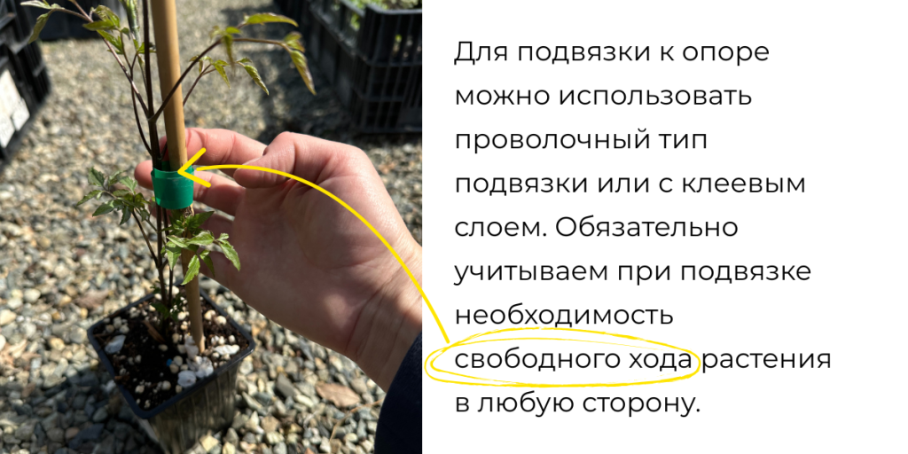 Подвязка клематиса