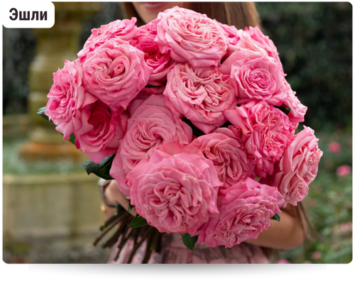 Розы.png Розы.png