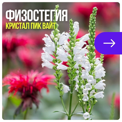 Кристал Пик Вайт.jpg Кристал Пик Вайт.jpg