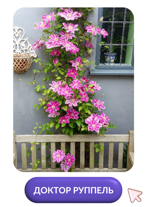 Доктор Руппель.png Доктор Руппель.png