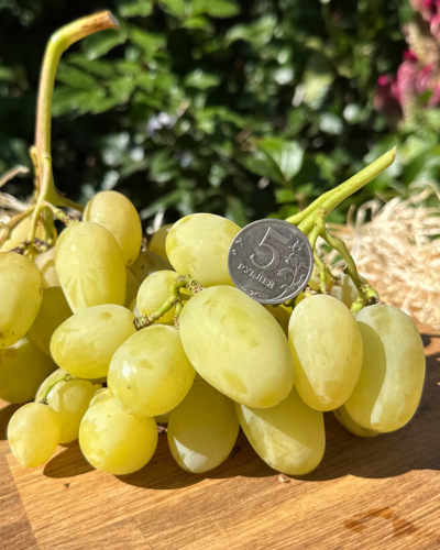 ландыш мускатный.png ландыш мускатный.png