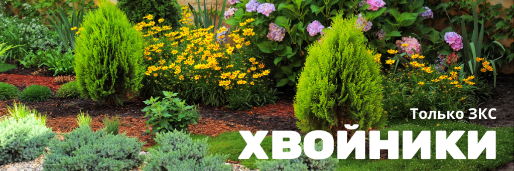 хвойники.png хвойники.png