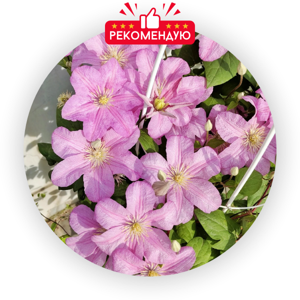 Комтесс де Бушо (600 x 600 пикс.).png Комтесс де Бушо (600 x 600 пикс.).png