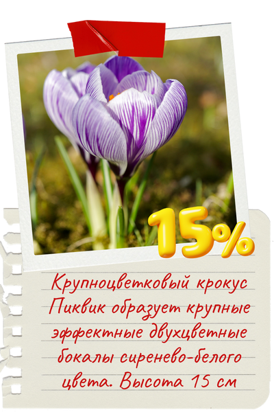 пиквик (1).png