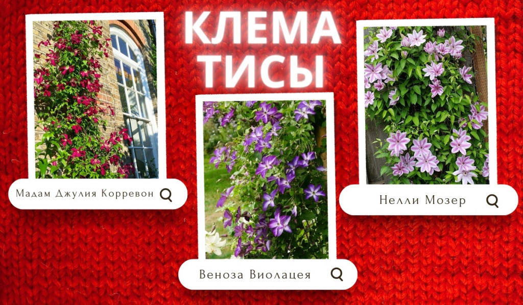 клематисы.jpg