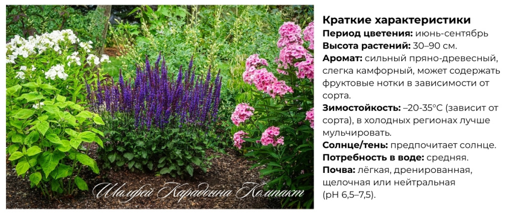 Шалфей.jpg Шалфей.jpg