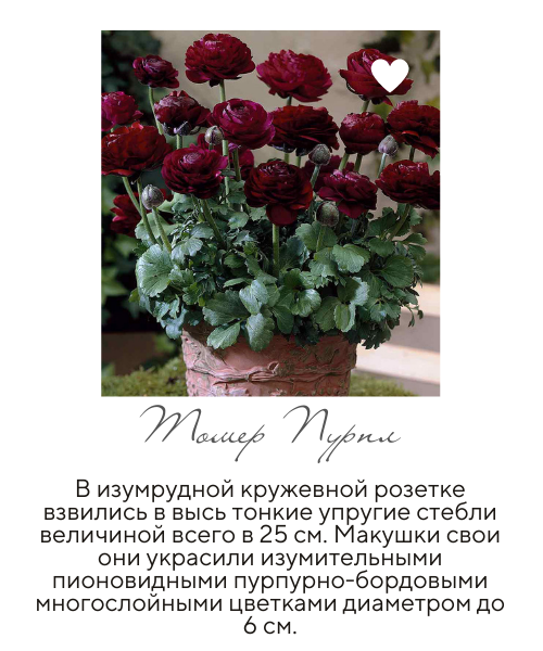 томер пурпл.png