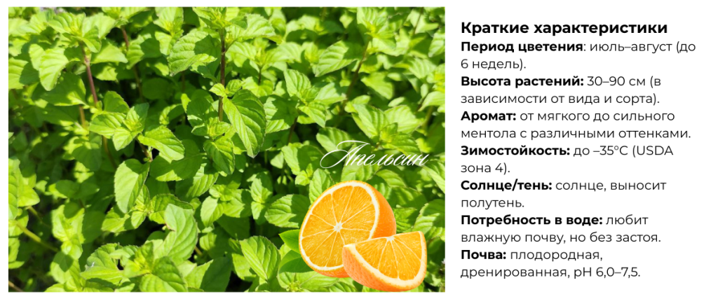 мята.png мята.png