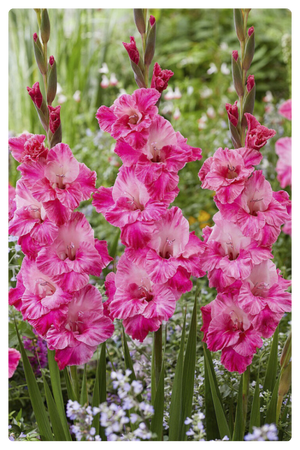 Хуго (300 x 450 пикс.).png Хуго (300 x 450 пикс.).png