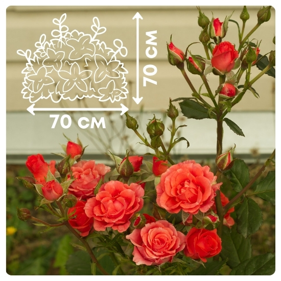 Алегри.jpg Алегри.jpg