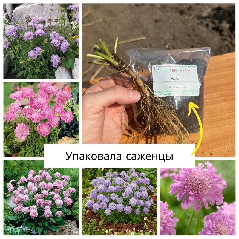 скабиоза.jpg скабиоза.jpg