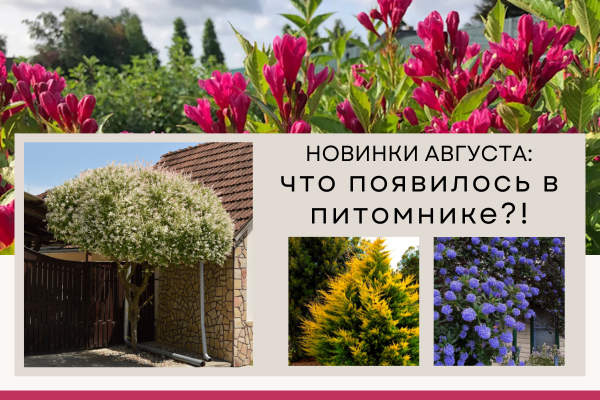 НОВИНКИ августа: что появилось в питомнике?! фото НОВИНКИ августа: что появилось в питомнике?! фото