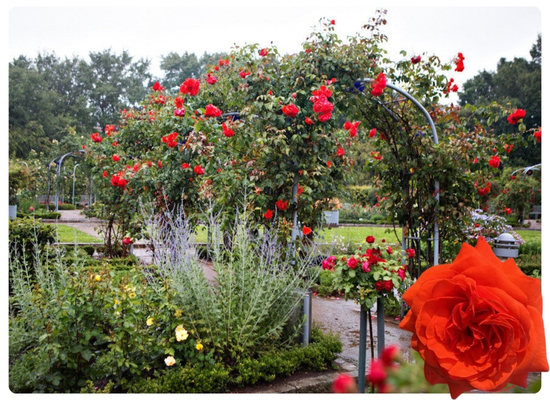 Салита.jpg Салита.jpg