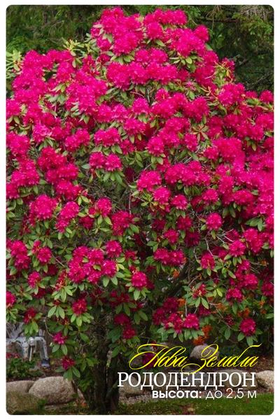 Нова Зембла (400 x 600 пикс.).png Нова Зембла (400 x 600 пикс.).png