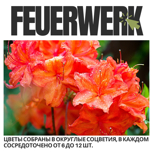 Feuerwerk (600 x 600 пикс.).png Feuerwerk (600 x 600 пикс.).png