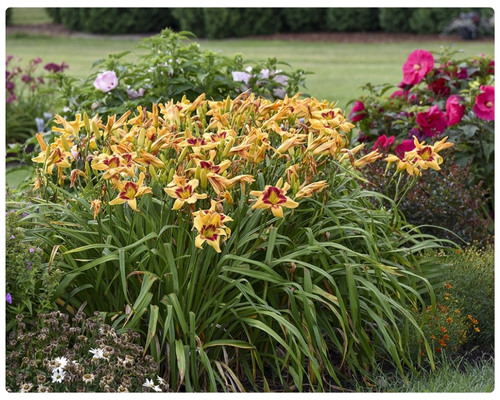 Лилейники .jpg Лилейники .jpg