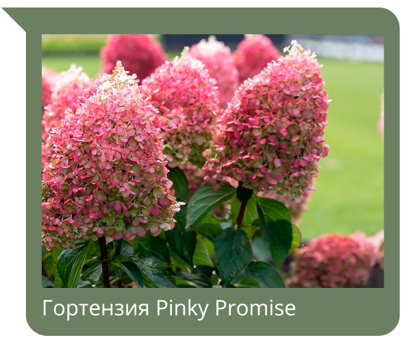 гортензия.png гортензия.png