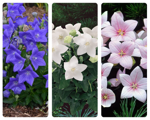 ширококолокольчик (500 x 400 пикс.).png