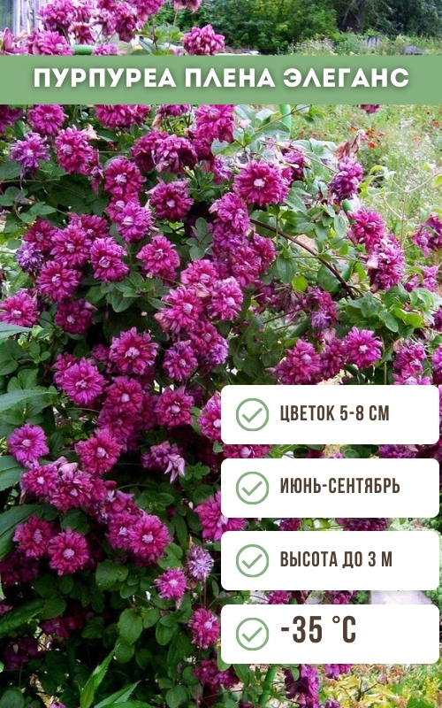 Пурпуреа Плена Элеганс.jpg Пурпуреа Плена Элеганс.jpg