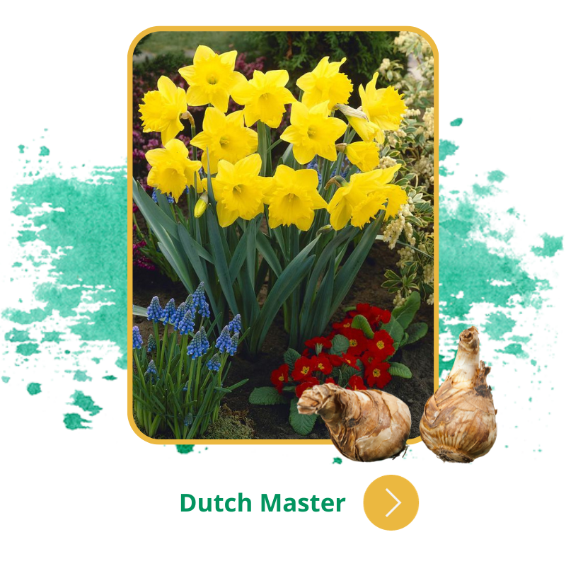 Dutch Master.png Dutch Master.png