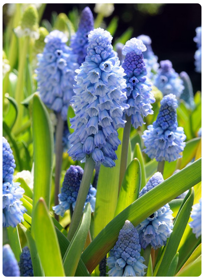 Азуреум.png Азуреум.png