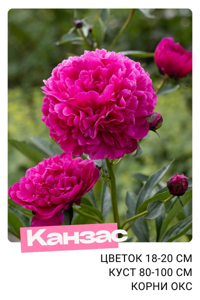 канзас.jpg канзас.jpg