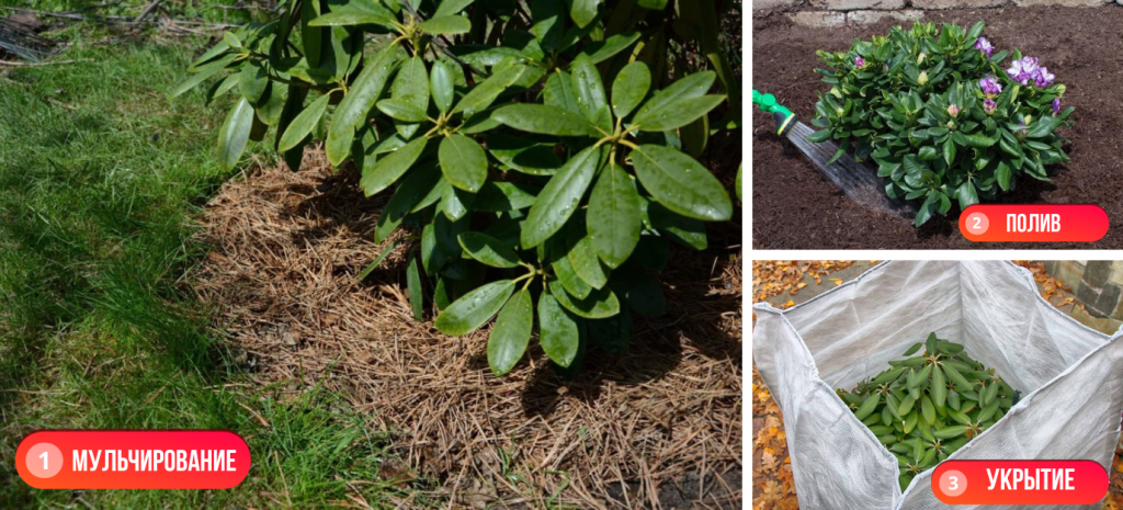 рододендрон уход.png